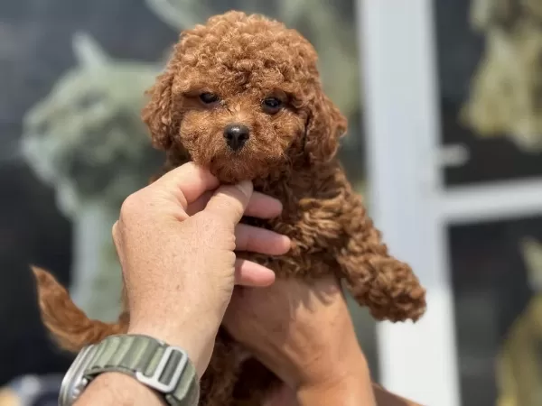 Ankaranın En Seçkin Kore Toy Poodle Yavruları