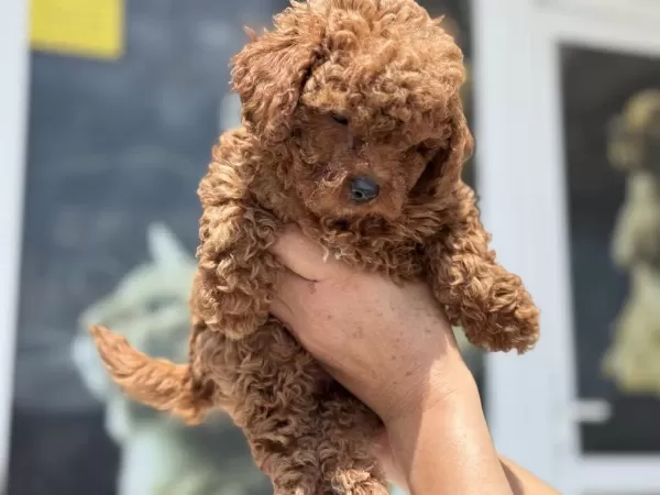 Ankaranın En Seçkin Kore Toy Poodle Yavruları