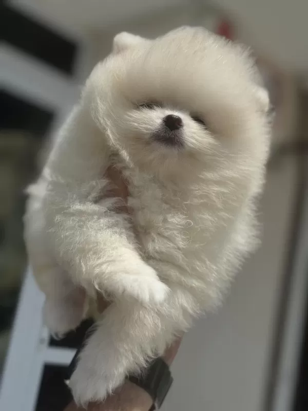 Show Kalite Pomeranian Boo Yavrularımız