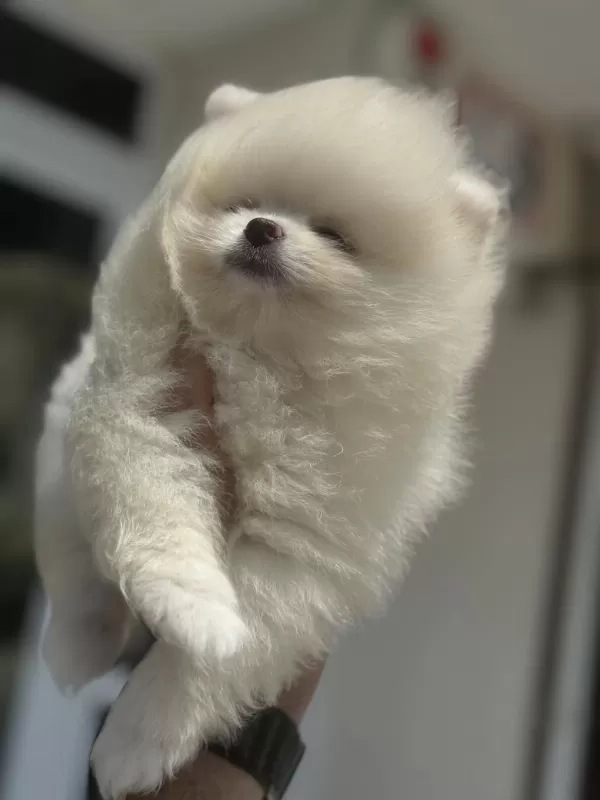Show Kalite Pomeranian Boo Yavrularımız