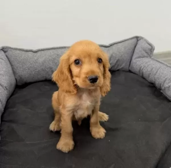 I Ngiliz Cocker Spaniel Bebeklerim