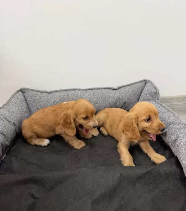I Ngiliz Cocker Spaniel Bebeklerim