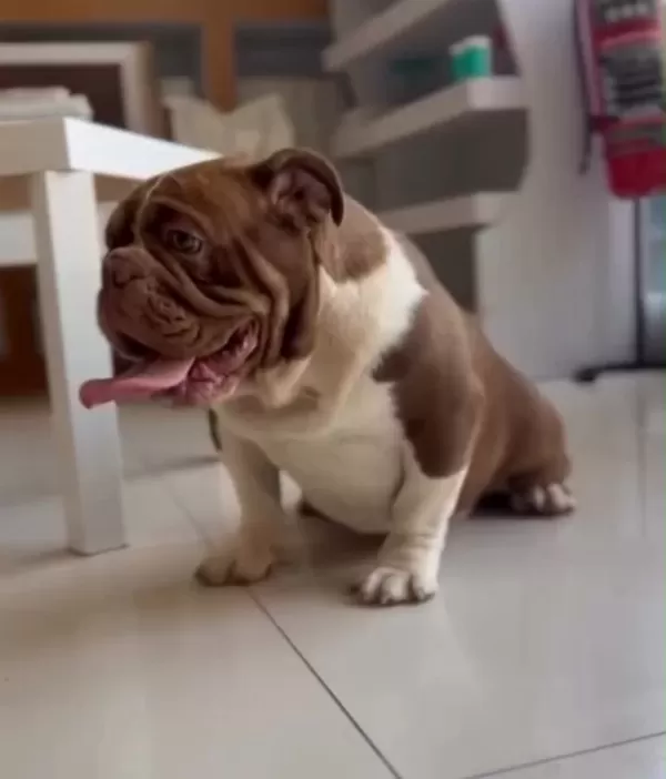 Exotic Çikolata İngiliz Bulldog