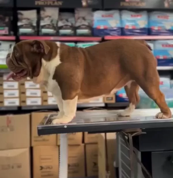 Exotic Çikolata İngiliz Bulldog