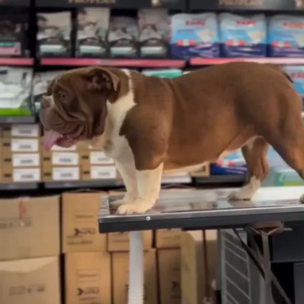 Exotic Çikolata İngiliz Bulldog