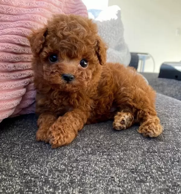 İrk Garantili Toy Poodle