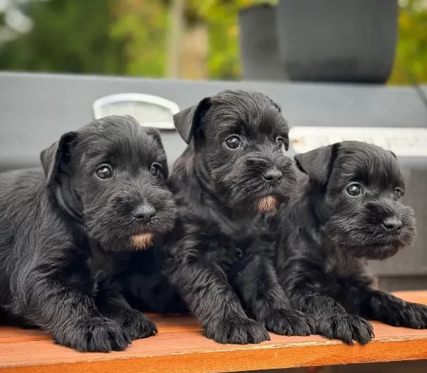 Fci Secereli Miniature Schnauzer
