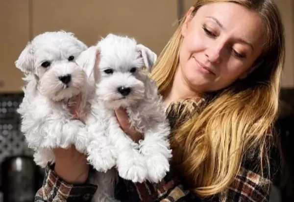 Fci Secereli Miniature Schnauzer