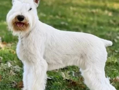 Fci Secereli Miniature Schnauzer