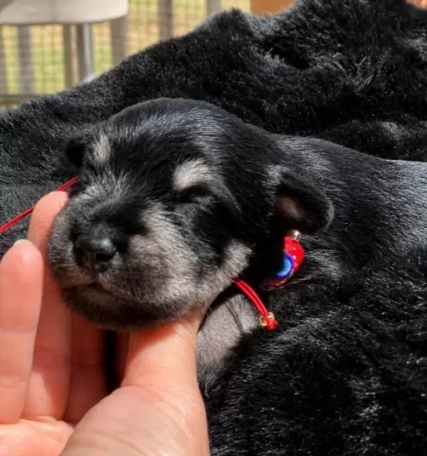 Fci Secereli Miniature Schnauzer