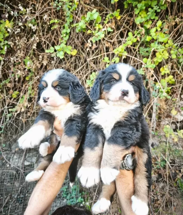 Bernese Bebekler