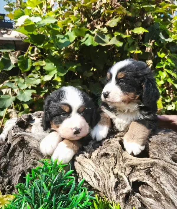 Bernese Bebekler