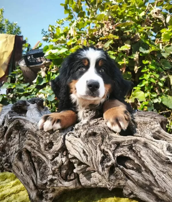 Bernese Bebekler