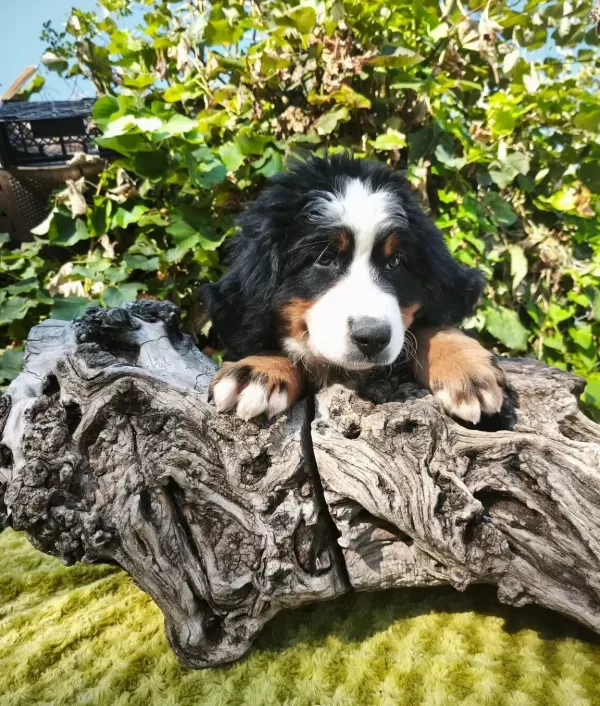 Bernese Bebekler