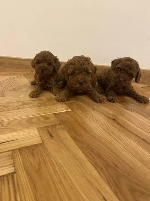 Ruhsatli Poodle Evinden Çok Sayida Poodle Bebek
