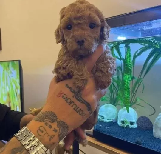 Kıvırcık Enerji Küpü Toy Poodle Yavruları