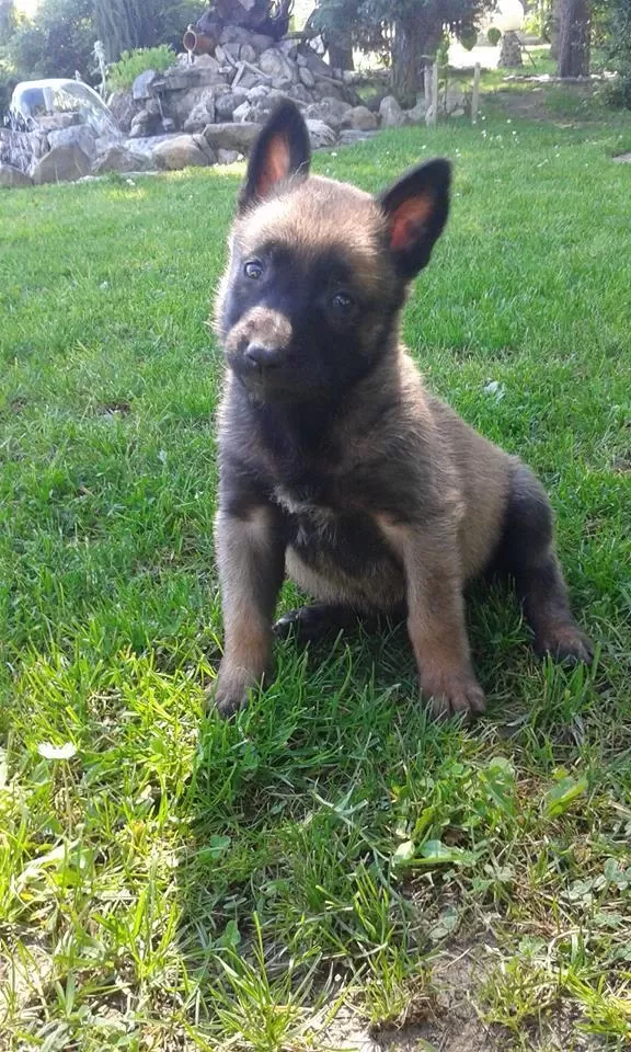 Belçika Malinois Yavrulari