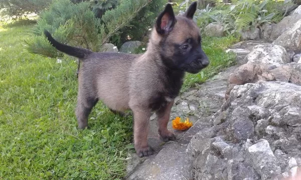 Belçika Malinois Yavrulari
