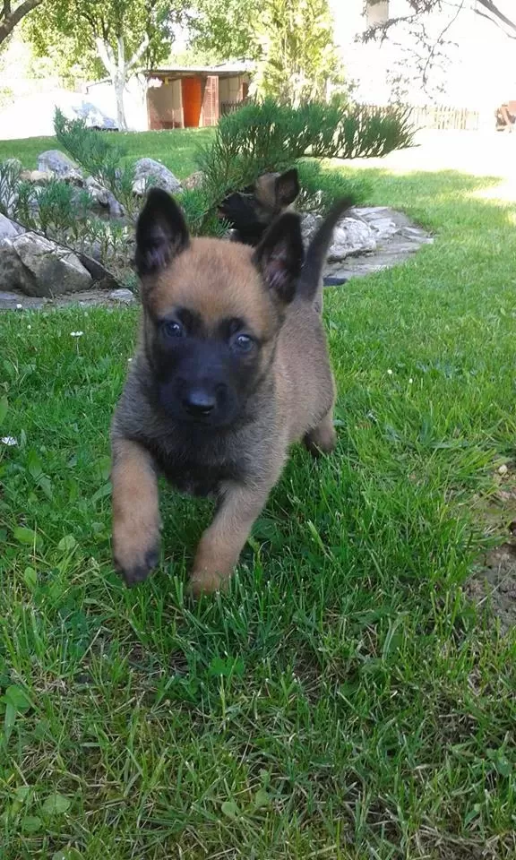 Belçika Malinois Yavrulari