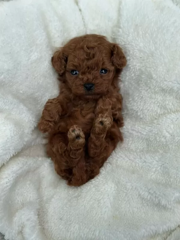 Türkiye Geneli 81 İle Gönderim Toy Poodle