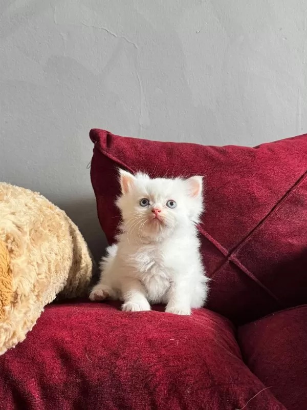 Beyaz Mavi Gözlü Scottish Fold Bebekler