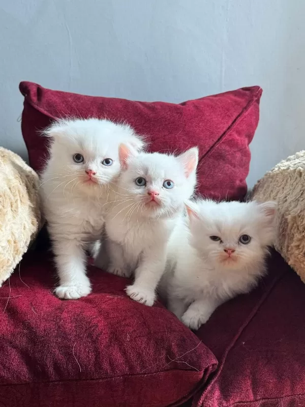 Beyaz Mavi Gözlü Scottish Fold Bebekler