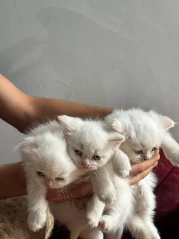 Beyaz Mavi Gözlü Scottish Fold Bebekler