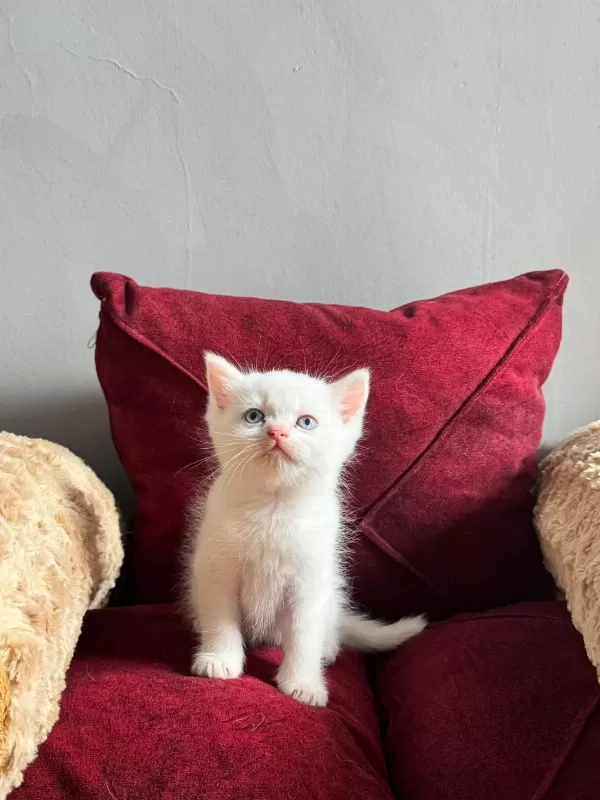 Beyaz Mavi Gözlü Scottish Fold Bebekler