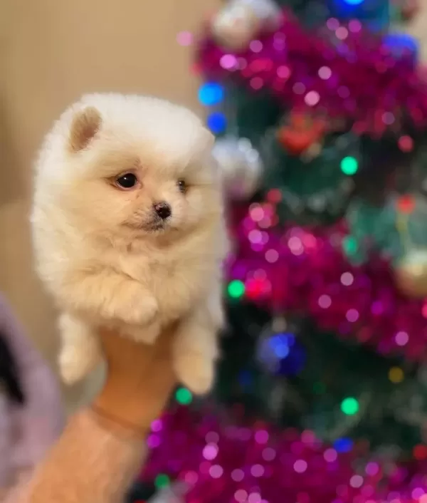 Baldan Tatlı Boo Yavruları