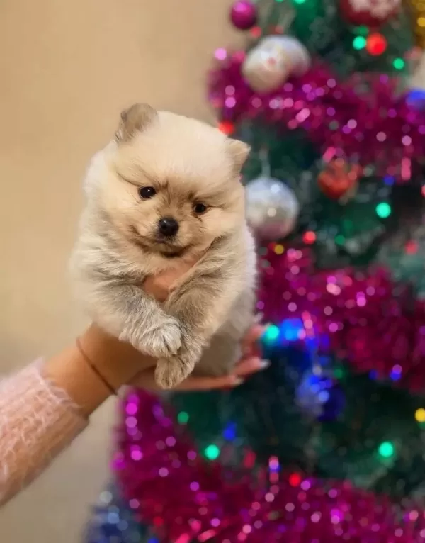 Baldan Tatlı Boo Yavruları