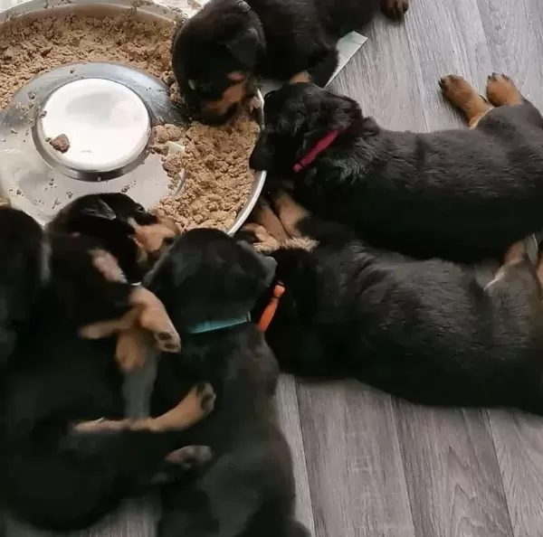 A++ Kalite Anne Baba Şecereli Rottweiler Yavrularımız