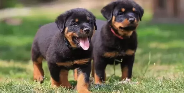 A++ Kalite Anne Baba Şecereli Rottweiler Yavrularımız