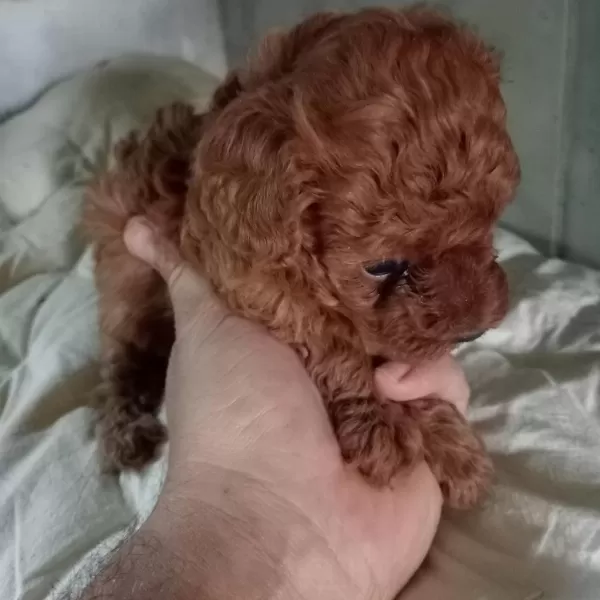 Kore Kan Red Brown Poodle Yavrular