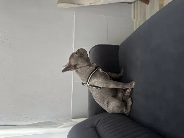 French Bulldog 9 Aylık Erkek