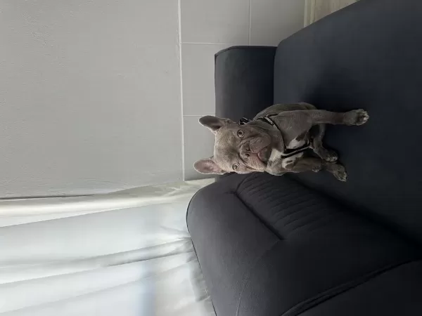 French Bulldog 9 Aylık Erkek