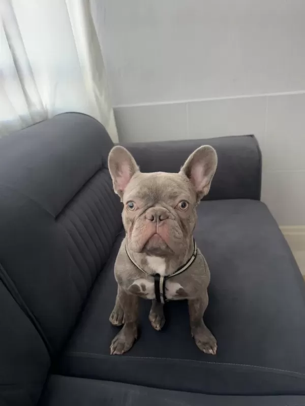 French Bulldog 9 Aylık Erkek