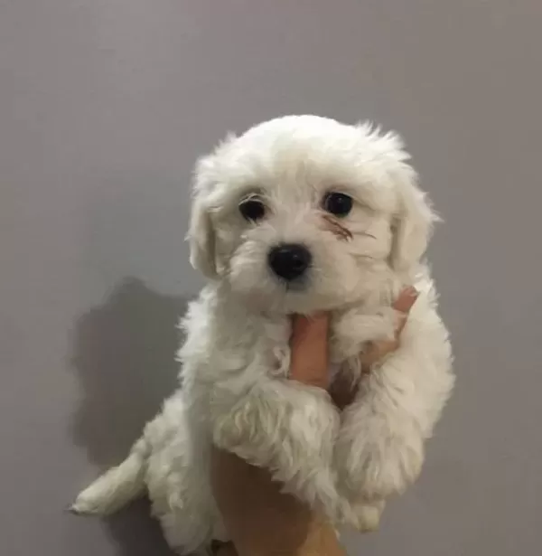 Gülen Surat Maltese Terrier Yavruları