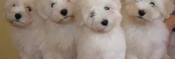 Maltese Terri̇er Ci̇nsi̇ Yavrular