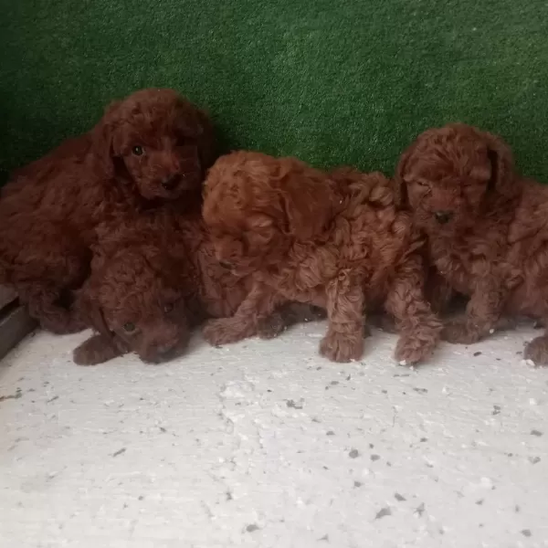 Kore Kan Red Brown Poodle Yavrular