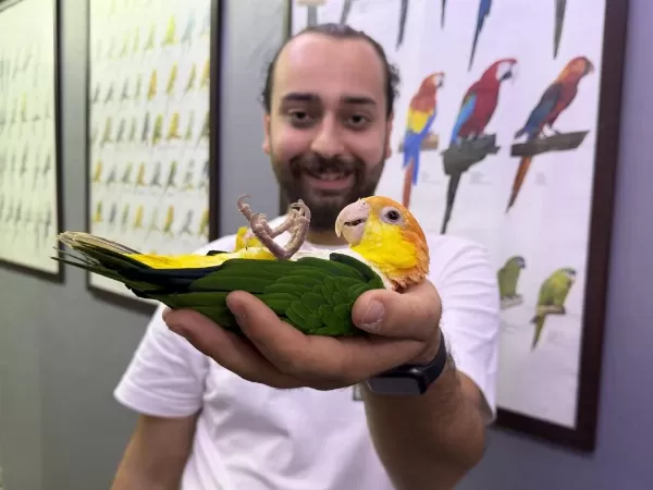 Caique Papağanı Full Eğitimli Evcil Konuşan