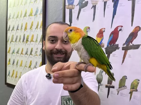 Caique Papağanı Full Eğitimli Evcil Konuşan
