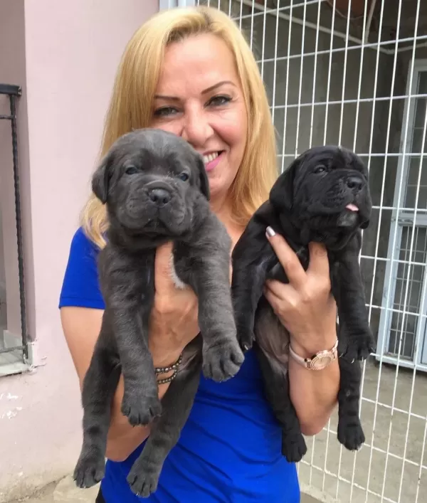 Mükemmel A Kalite Cane Corso Yavrularımız