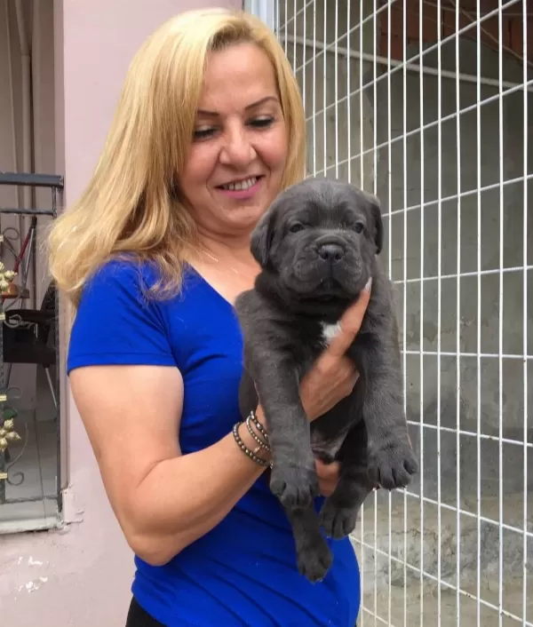 Mükemmel A Kalite Cane Corso Yavrularımız
