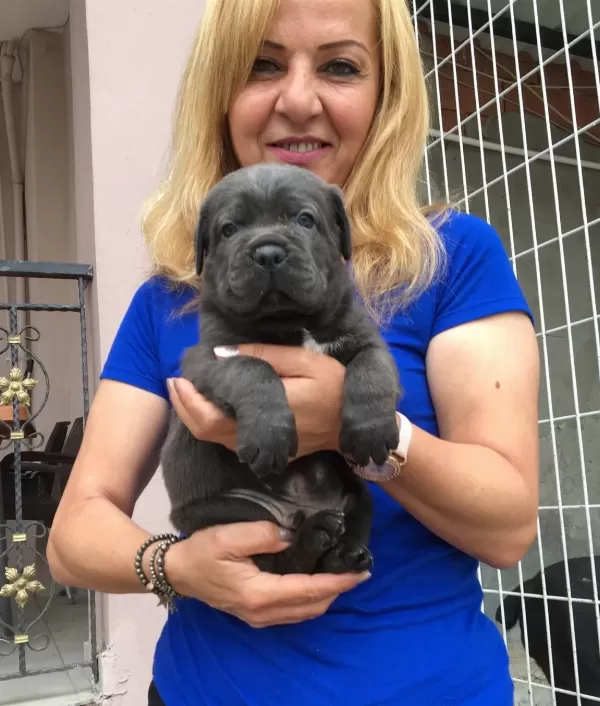 Mükemmel A Kalite Cane Corso Yavrularımız