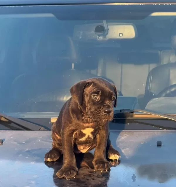 İri̇ Kafa Cane Corso Yavrularim