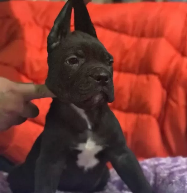 Cane Corso Bebekler Siyah Blue