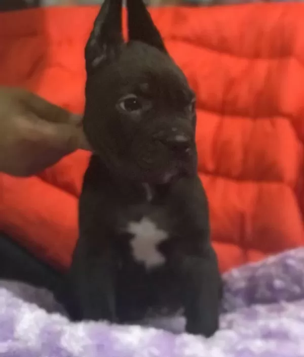 Cane Corso Bebekler Siyah Blue