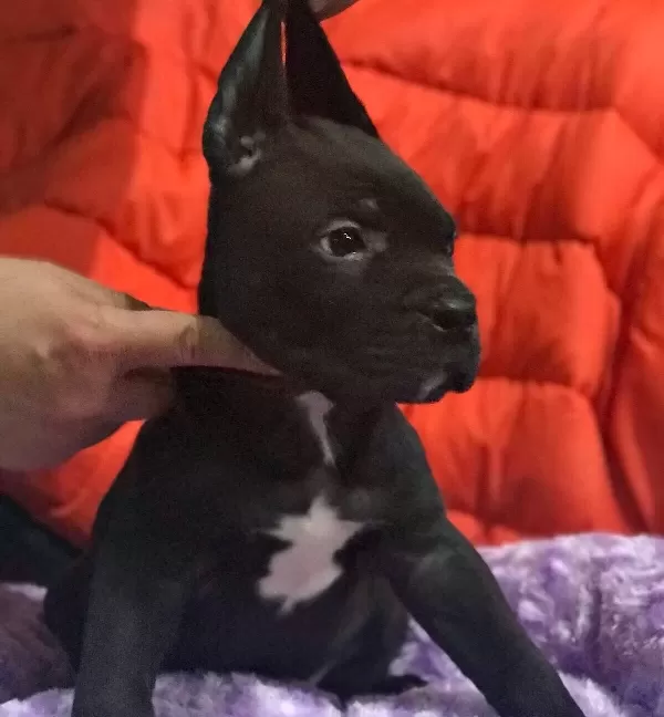 Cane Corso Bebekler Siyah Blue