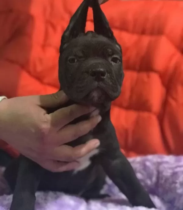 Cane Corso Bebekler Siyah Blue