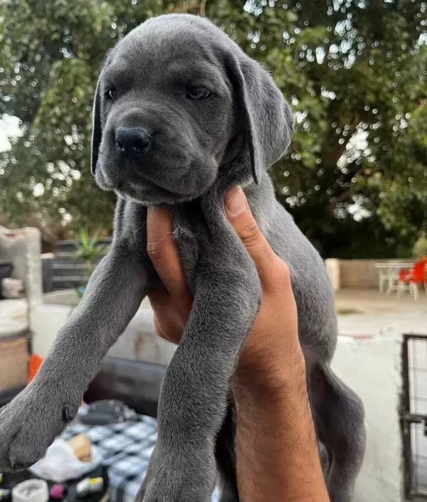 Blue Cane Corso Bebekleri̇m